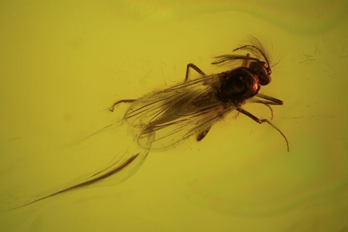 Fossil Fly (Diptera) In Baltic Amber #90797